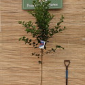 Bare root Crataegus Carrierei shape